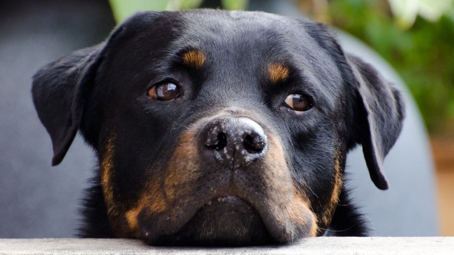 Animals & Pet Supplies