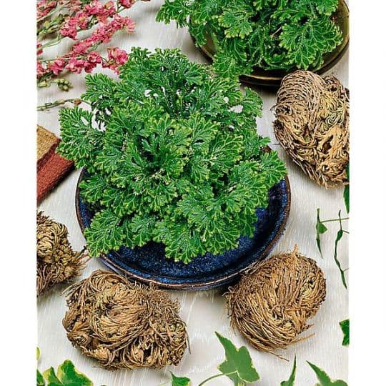 ROSE DE JERICHO