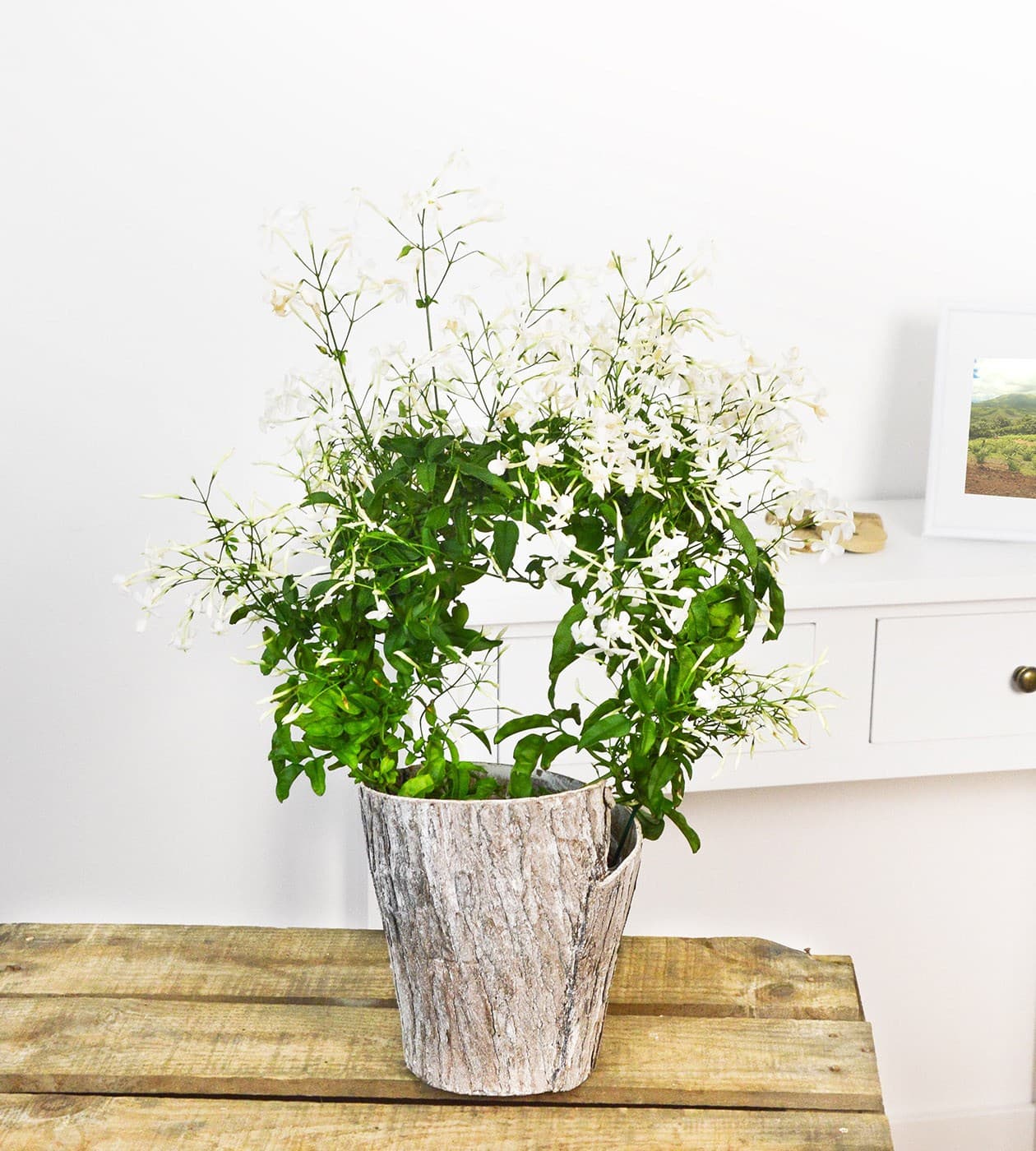 Jasmin de Madagascar