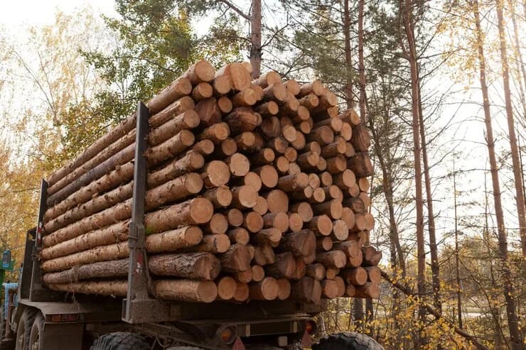 Buchenstämme, LKW-Ladung von 50 Kubikmetern