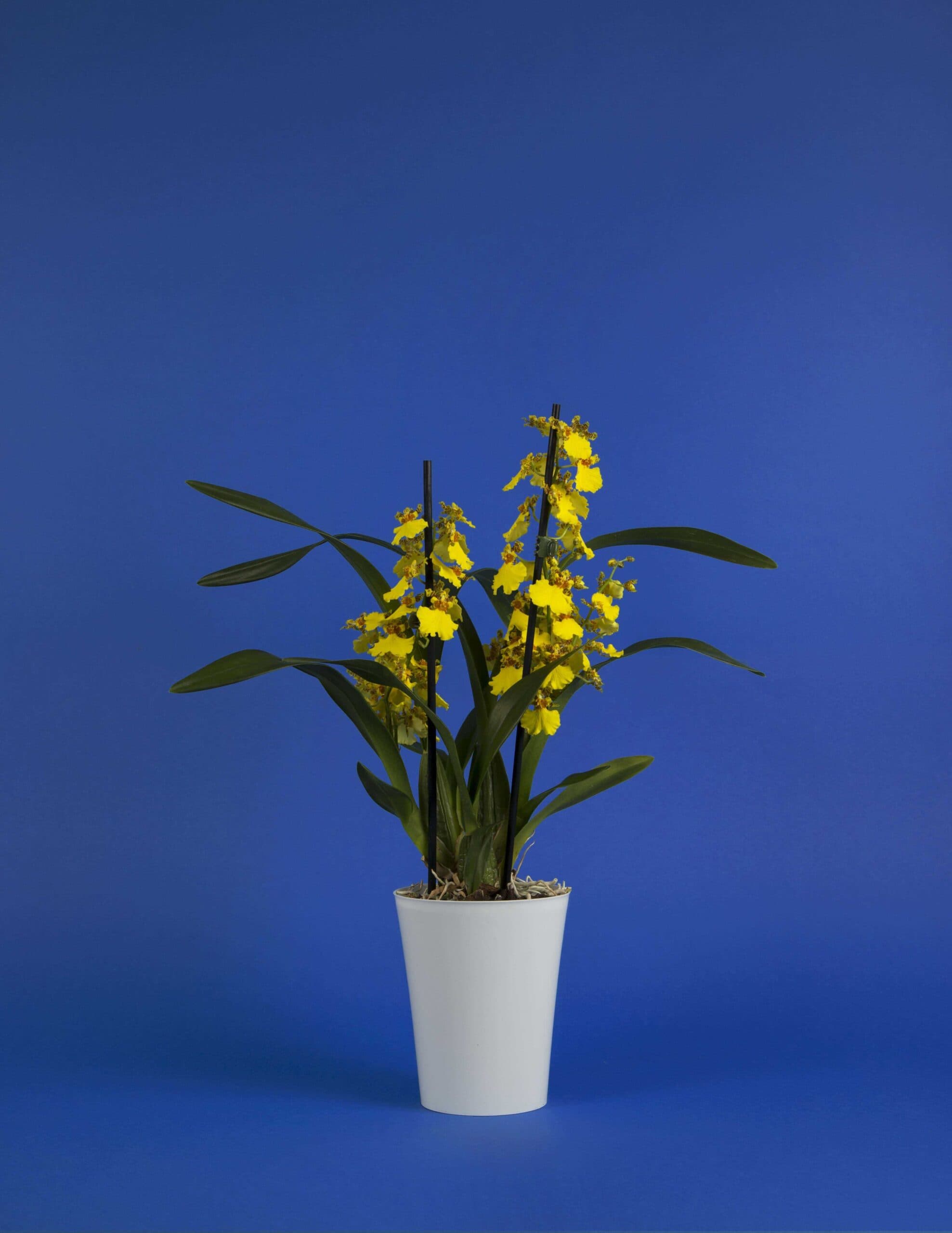 Oncidium