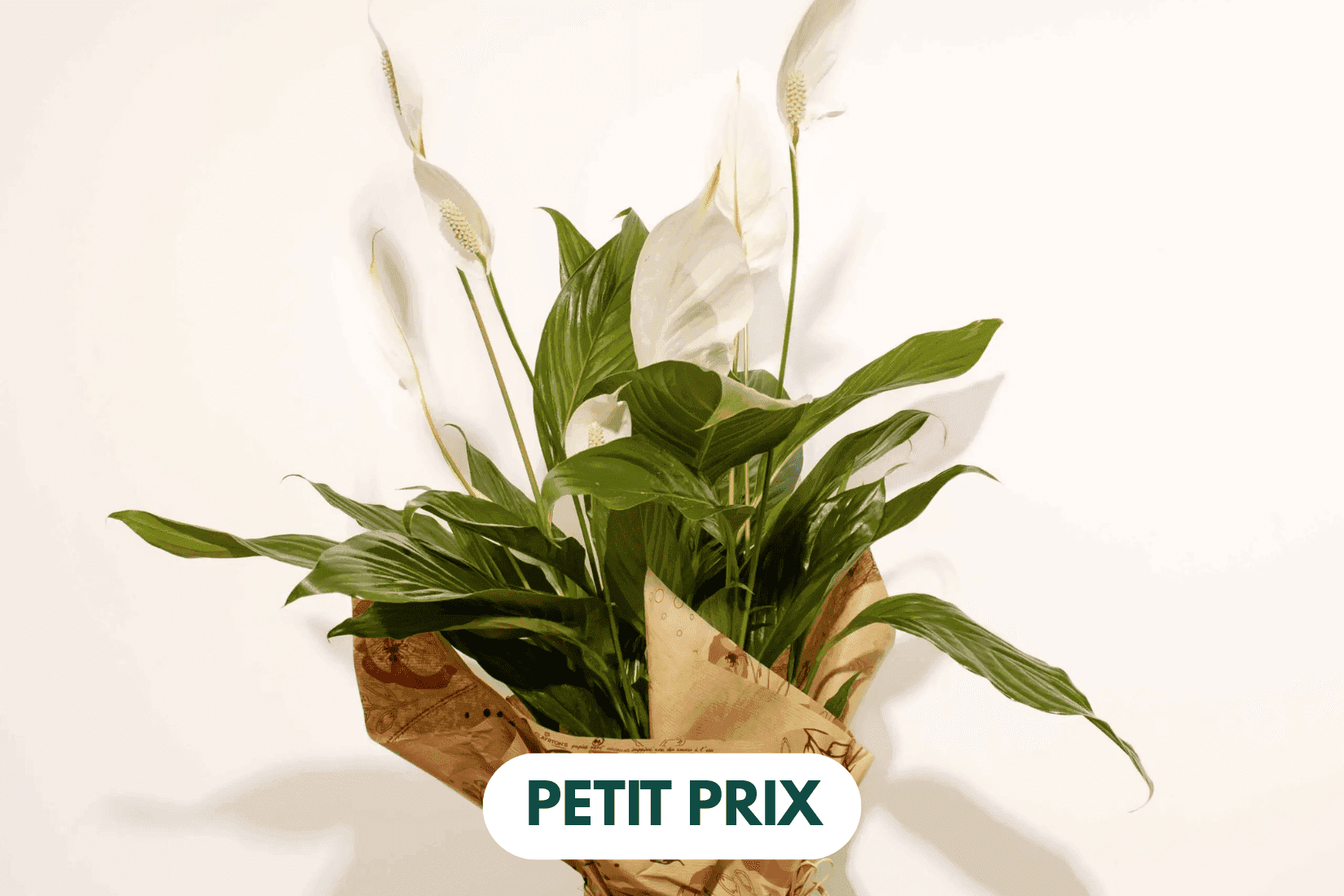 Spathiphyllum