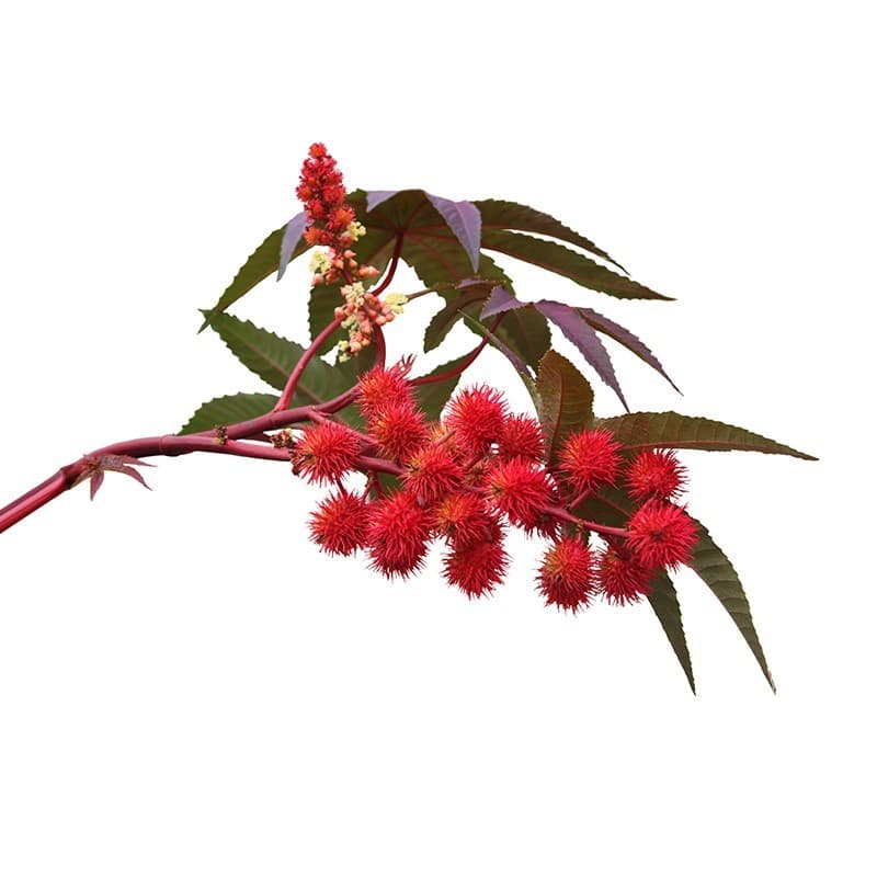 Huile de Ricin BIO 125 ML - PHYTOFRANCE