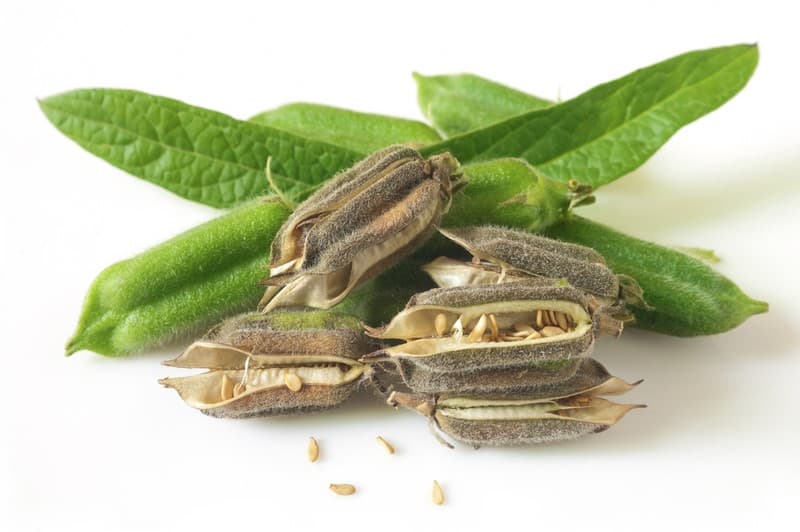 Huile de Sésame Bio 125 ML - PHYTOFRANCE