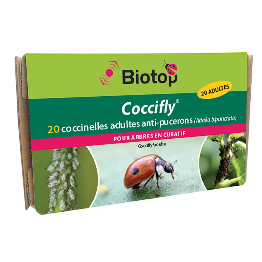 Coccinelles adultes arbre Coccifly Boîte de 100 adultes - Greenapy
