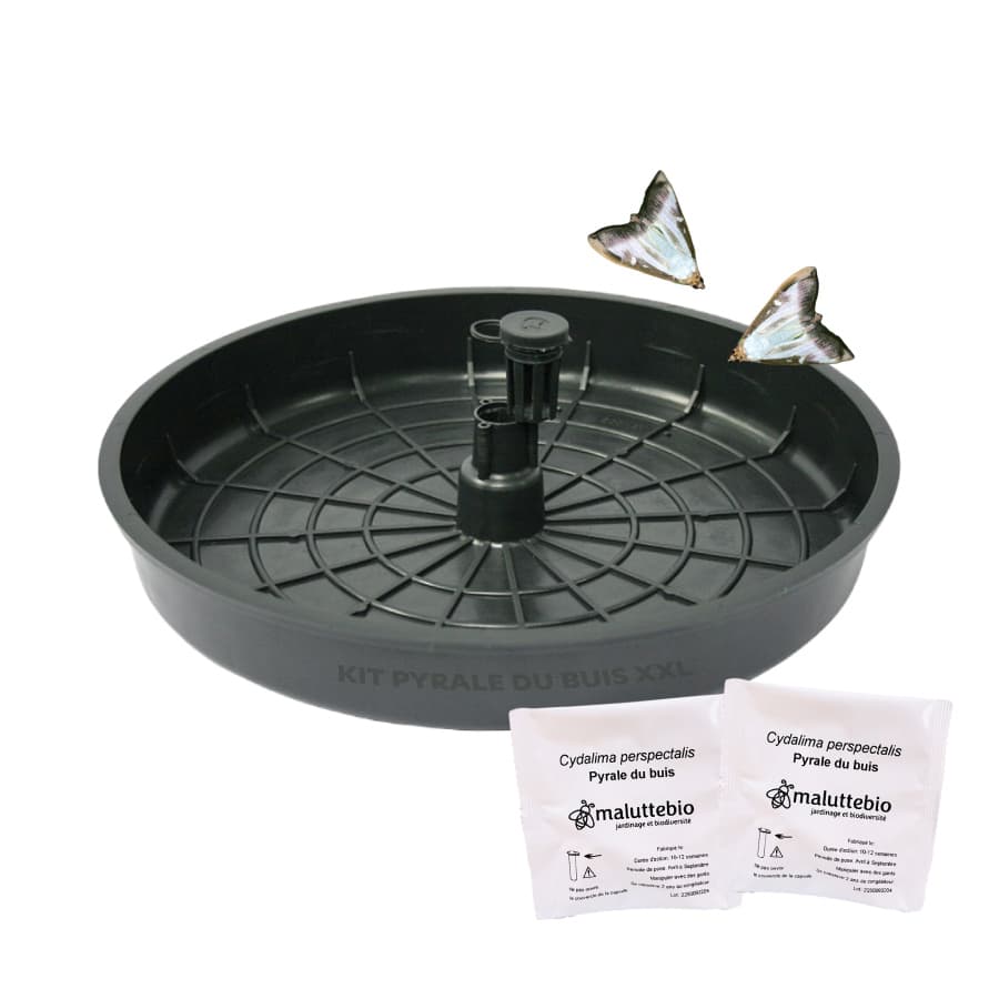 Kit pyrale du buis XXL (piège + 2 phéromones) - Maluttebio