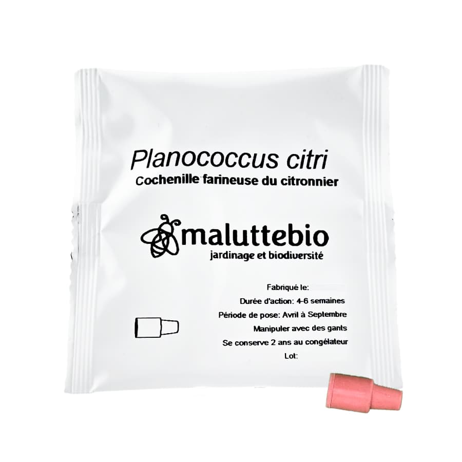 Phéromone Cochenille farineuse du citronnier (Planococcus citri) - Maluttebio