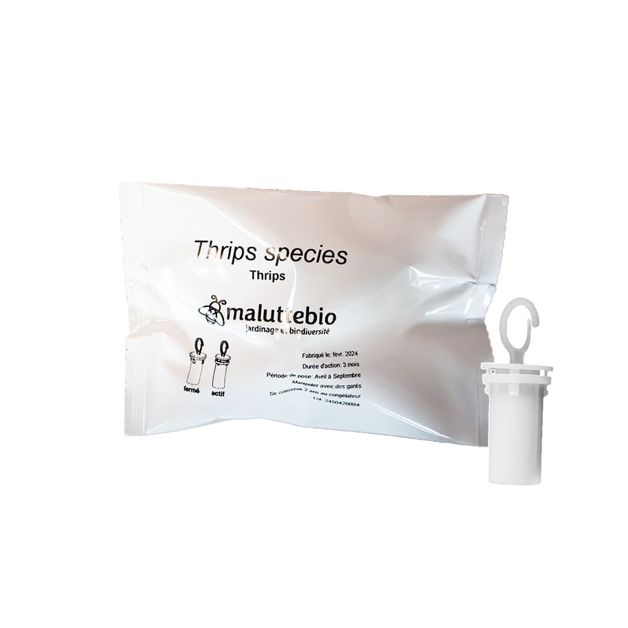 Phéromone thrips - Maluttebio