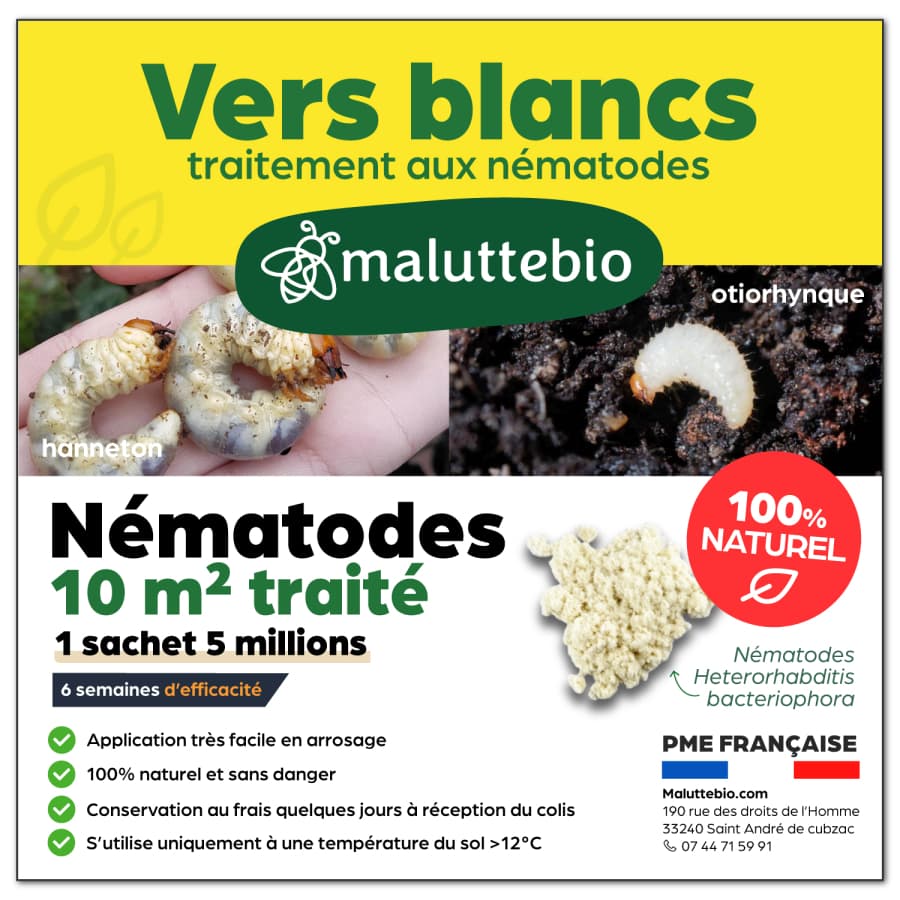 Nématodes Hb anti vers blancs, anti Otiorhynque 5 millions pour 10 m² - Maluttebio
