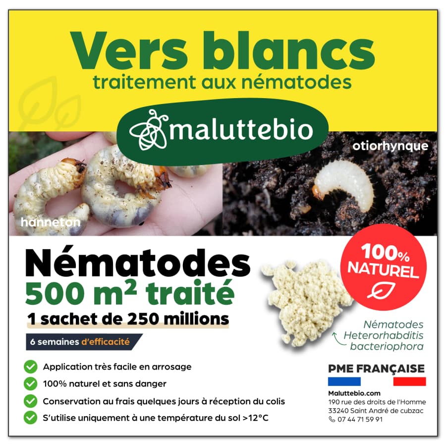 Nématodes Hb anti vers blancs, anti Otiorhynque 250 millions pour 500 m² - Maluttebio