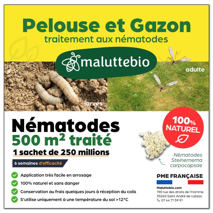 Nématodes pelouse et gazon 250 millions pour 500 m² - Maluttebio