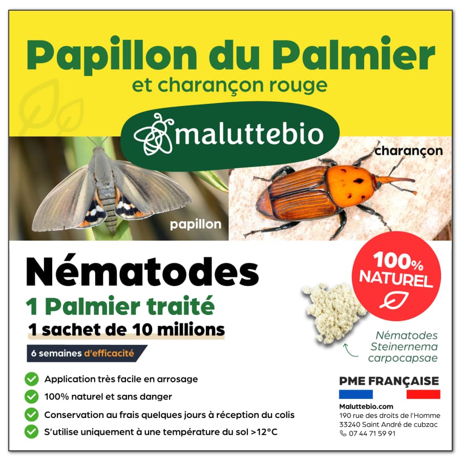 Nématodes papillon du palmier et charançon rouge Pour 1 palmier - Maluttebio