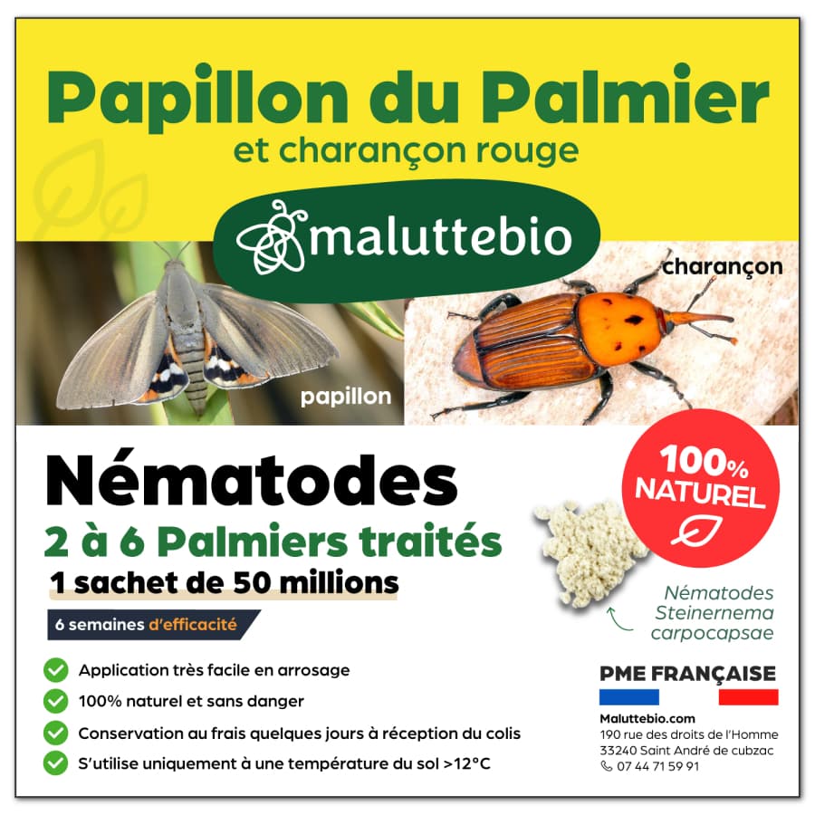 Nématodes papillon du palmier et charançon rouge Pour 2 à 6 palmiers - Maluttebio