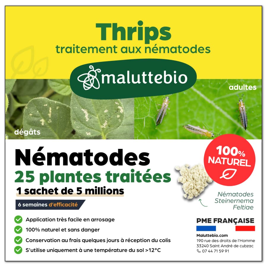 Nématodes SF contre les thrips Pour traiter 15m² - Nemago