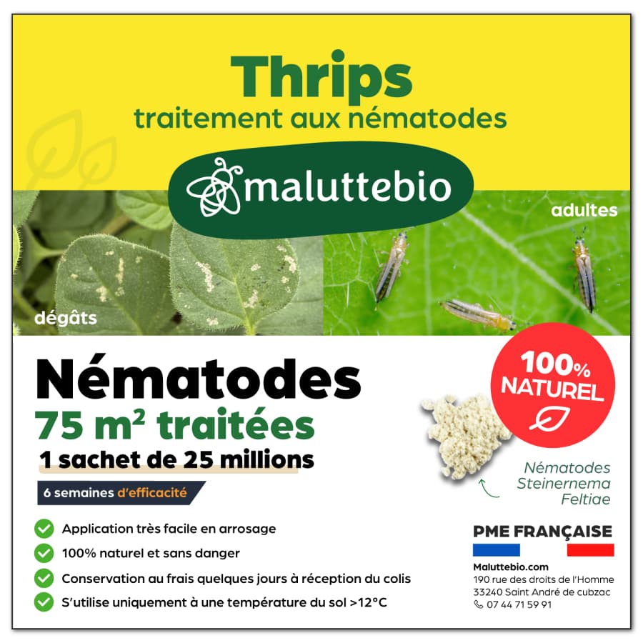 Nématodes SF contre les thrips Pour traiter 75 m²  - Nemago