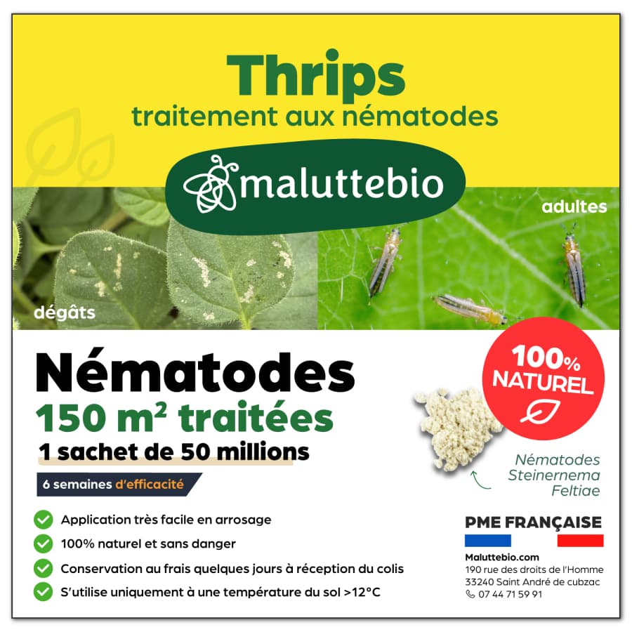 Nématodes SF contre les thrips Pour traiter 150 m²  - Nemago