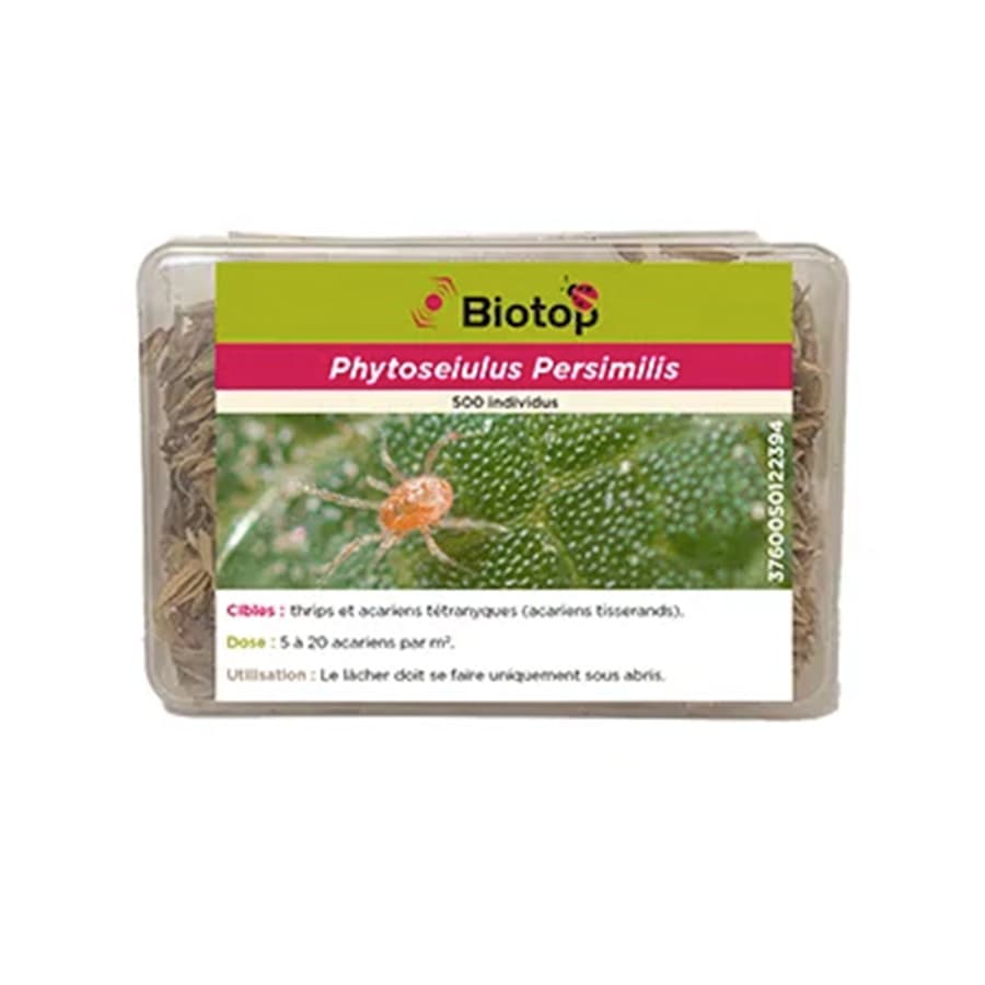 Phytoseiulus persimilis anti acariens (500 individus) - Greenapy