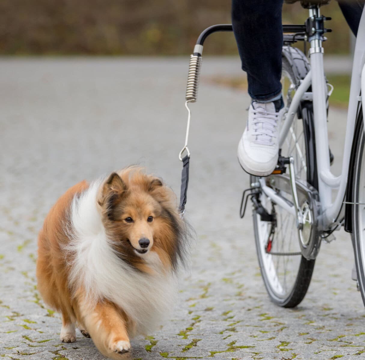 Harnais chien pour vélo (petit à moyen)
