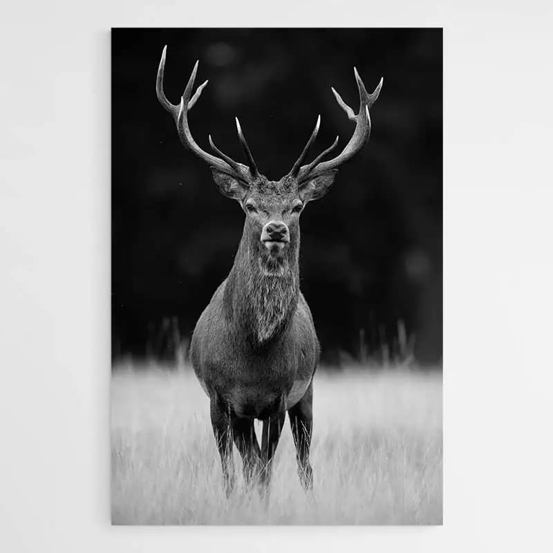 Tableau Cerf Noir et Blanc Tableau avec cadre flottant 80x120