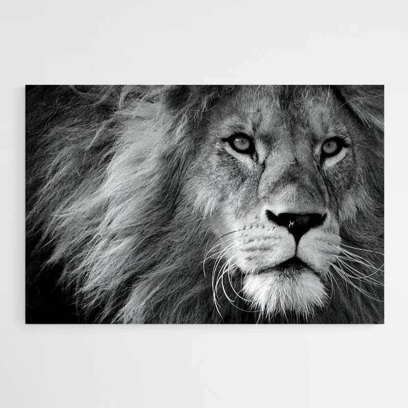 Tableau Lion Noir Tableau monté sur châssis 60x90
