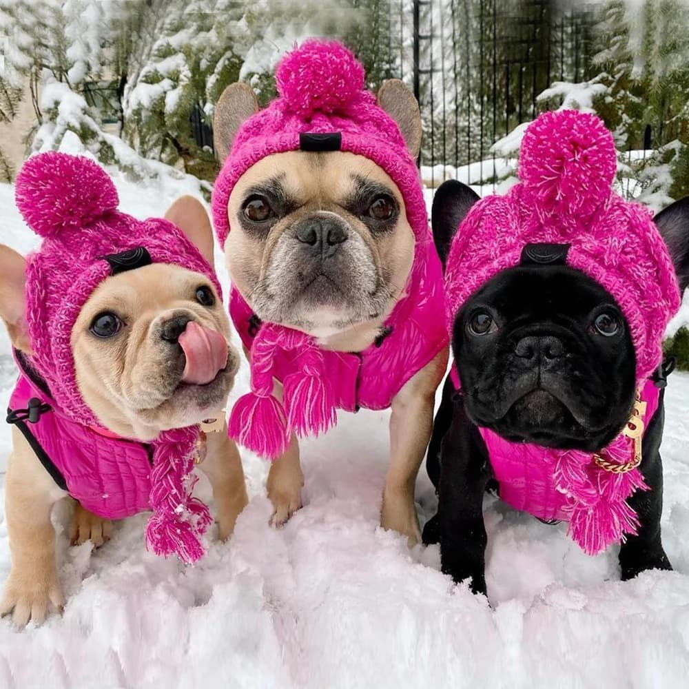 Bonnet Pour Chien (Couleur: Rose, Taille: M (41-51cm))