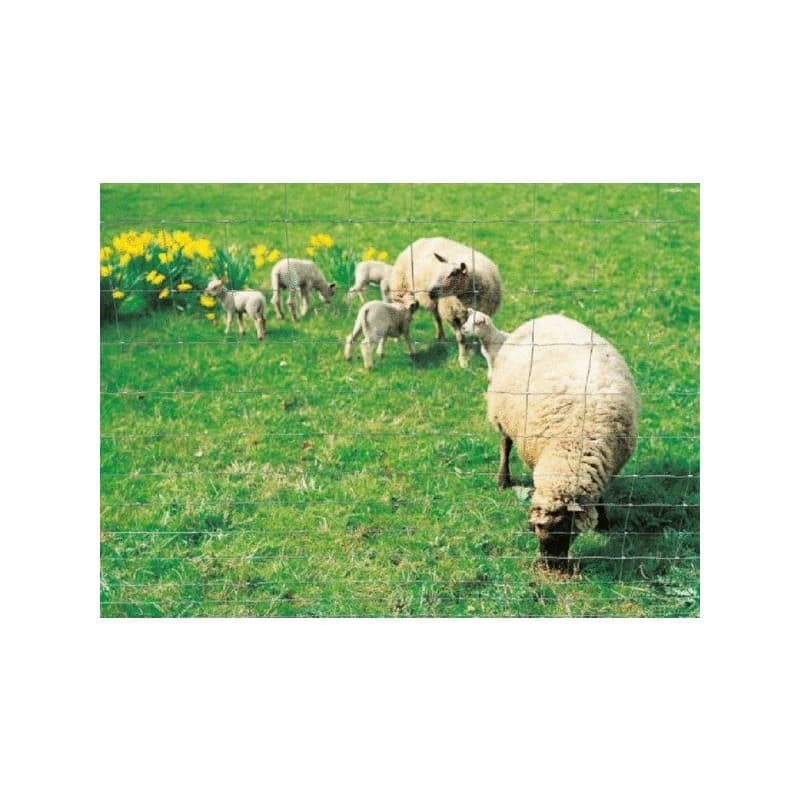 Grillages noués agriclos grillage noué  11 x 15 cm ht 1.42 m 1 rouleau(x) de 50 mètre(s) linéaire - dirickx