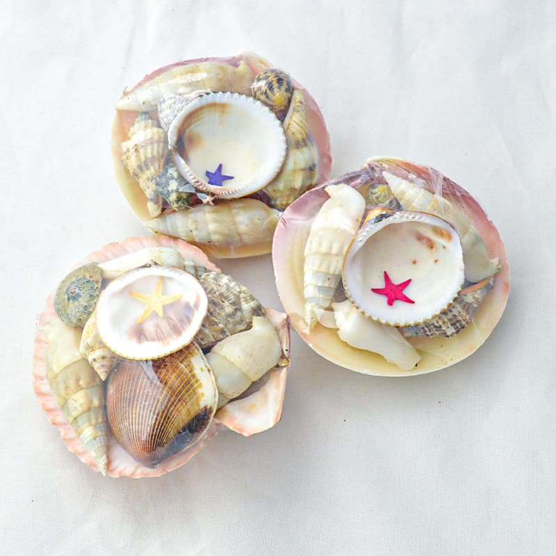 Assortiment de Coquillages