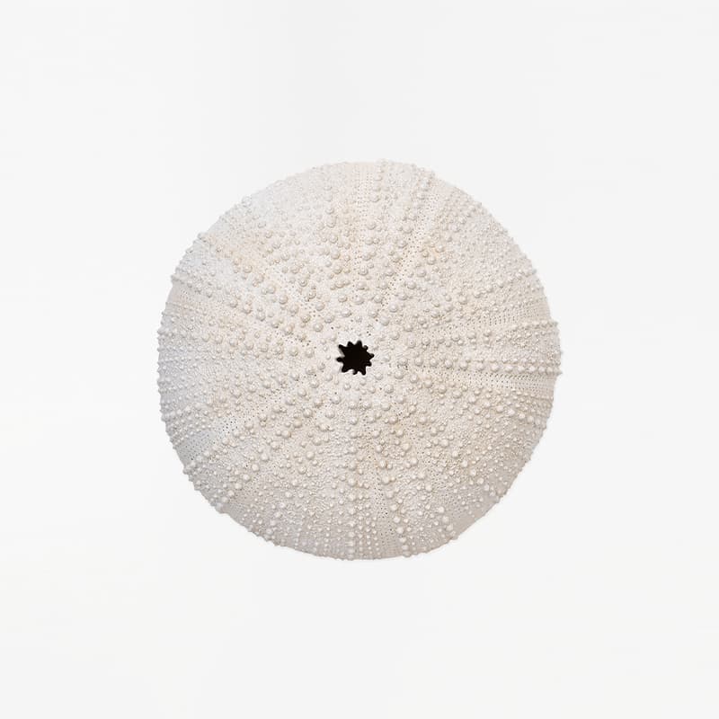 Oursin blanc en résine Ø28 BATELA DECO