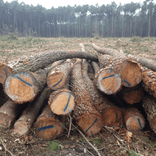 Stammholz – Kiefer