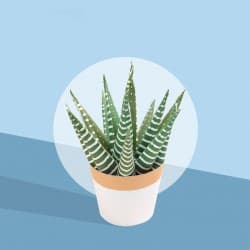 Maquettes en Papier - Les Petits Cactus