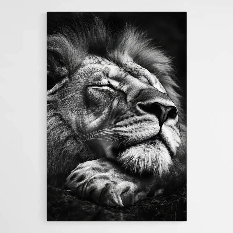 Tableau Lion Qui Dort Tableau monté sur châssis 60x90