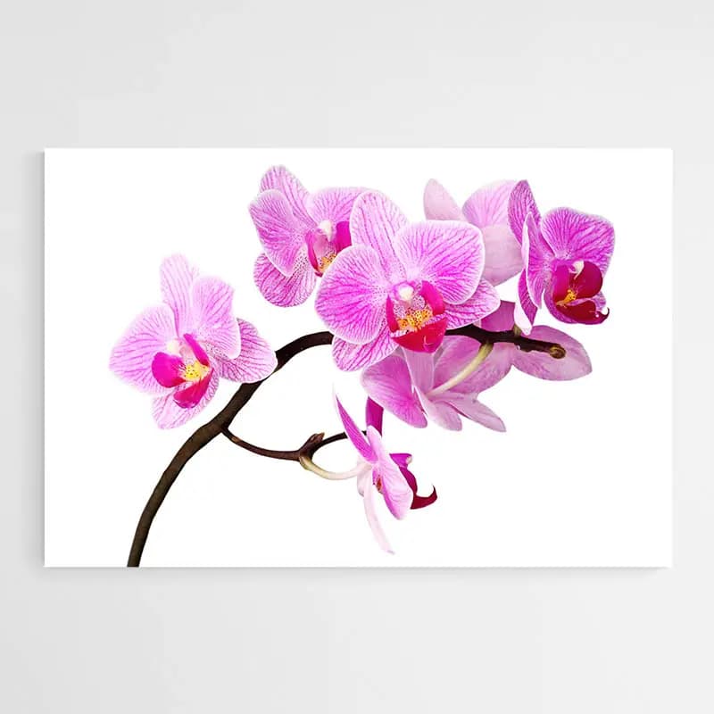 Tableau Orchidée Rose Tableau plexiglas 60x90