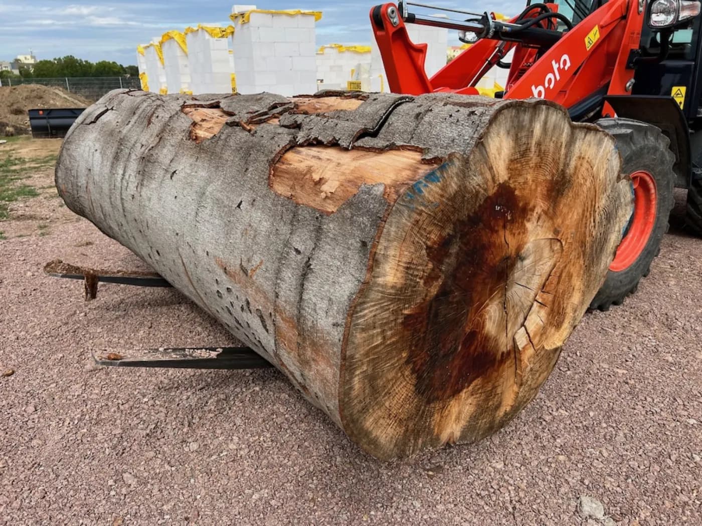 Buchen Stammholz – Luftgetrocknet (< 20 %) – Lose gekippt
