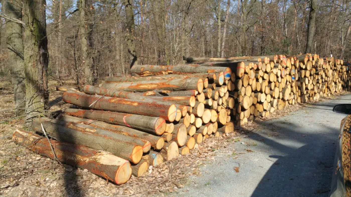 Eichen Stammholz – Luftgetrocknet (< 20 %) – Lose gekippt