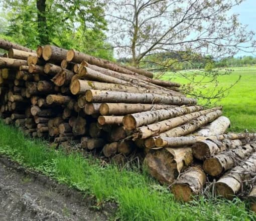 Fichtenstämme pro LKW-Ladung – 60 m³