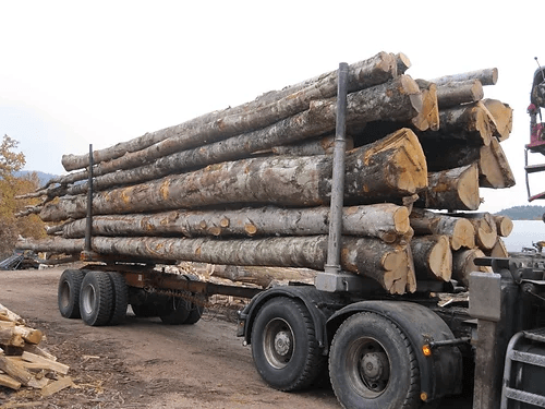 Buchenstämme – 50 Kubikmeter LKW-Ladung