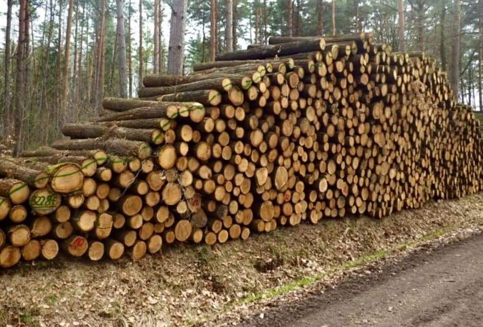 Hochwertige PEFC-zertifizierte Eichenstämme pro LKW-Ladung – 60 m³