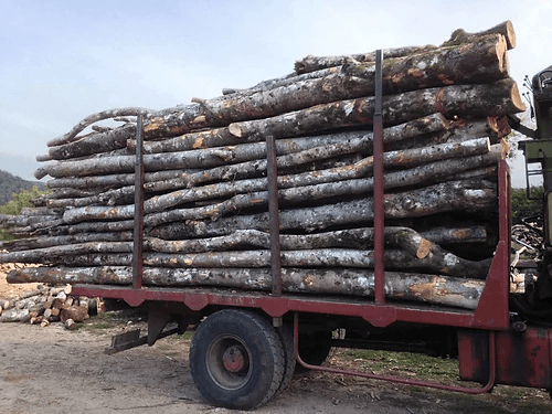 Akazienrundholz â GroĂladung â 50 Ster