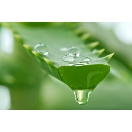 Aloe vera Bio Tube de 125 G - PUR'ALOE