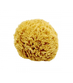 Éponge Naturelle de la Mer Égée - Moyenne