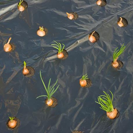 Film de Paillage Spécial Petits Légumes avec Trous Prédécoupés 175x Ø45 mm – 0,95 x 5 m