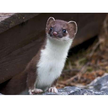 Kit fouines et martres