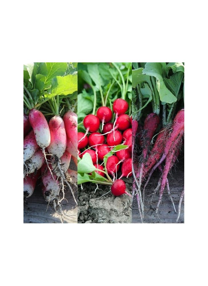 RUBAN 3 m radis en mélange AB