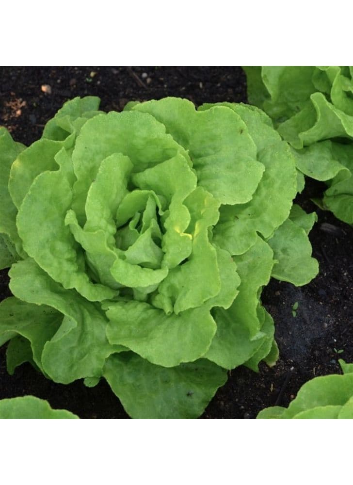 Laitue pommée Appia AB