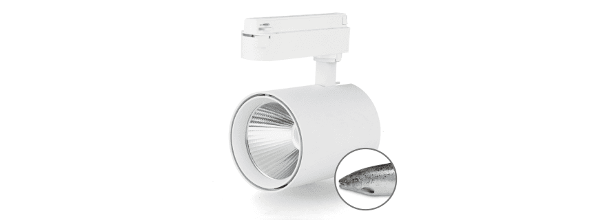 Spot sur rail monophasé pour Poissonnerie