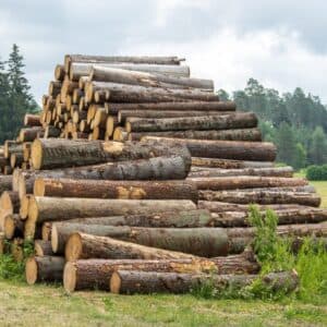 Stammholz â Fichte - Halbe LKW-Ladung - 15-55 cm