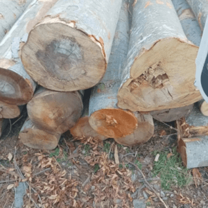 Stammholz â Buche - Halbe LKW-Ladung - 10-50 cm