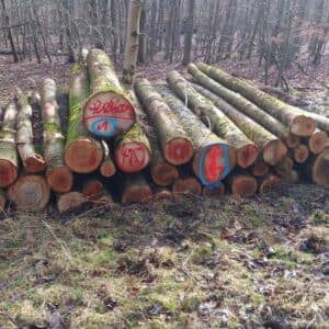 Stammholz â Esche - Halbe LKW-Ladung - 15-55 cm